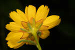 Fringeleaf tickseed